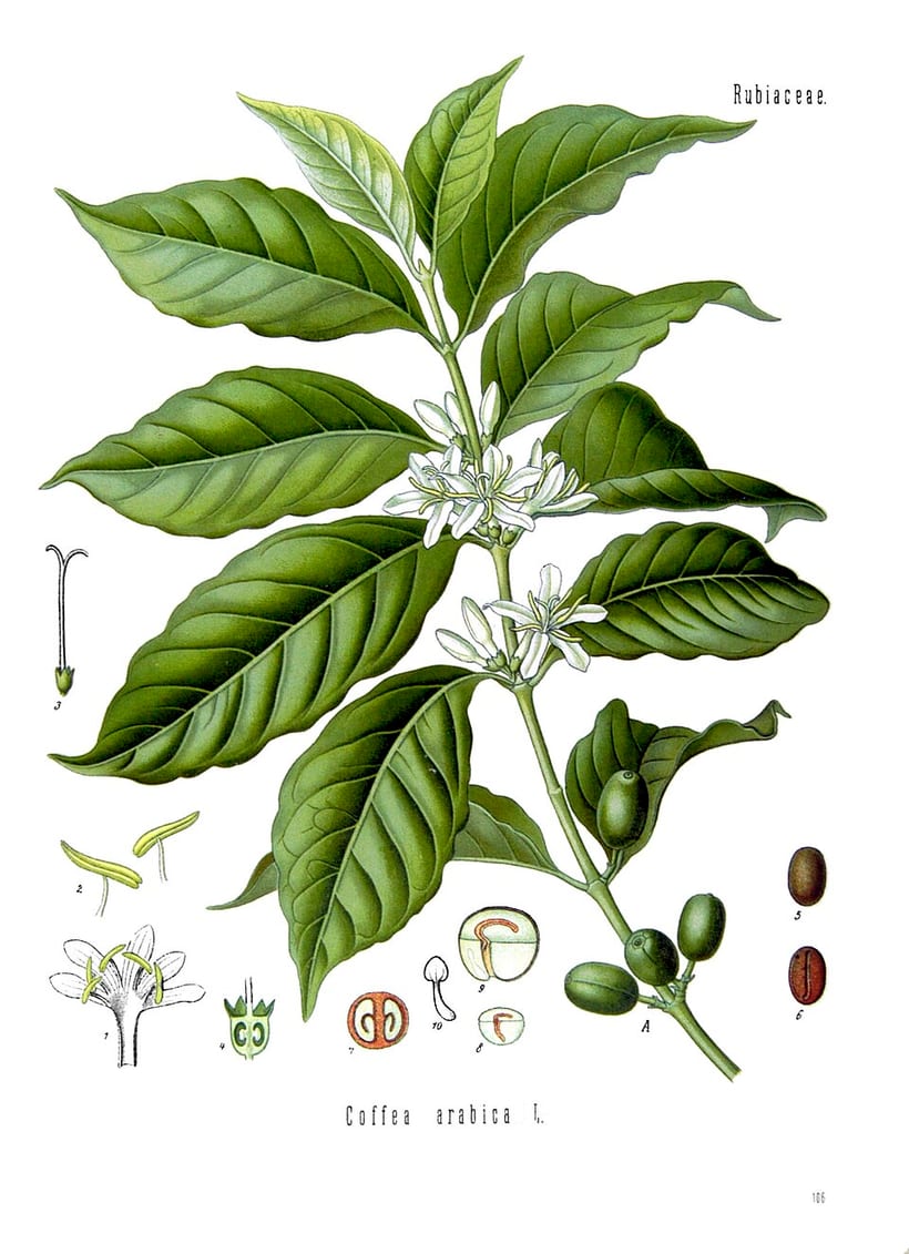 Botanische Tafel der Kaffeepflanze Coffea arabica mit Blättern, weißen Blüten, grünen Kaffeekirschen und Bohnen