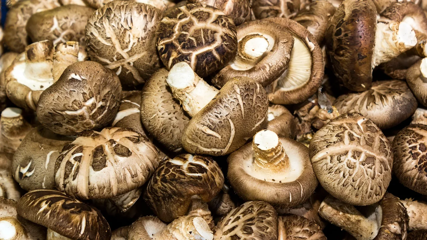Shiitake – echtes Foto